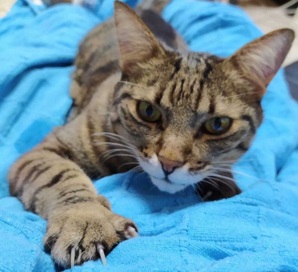 Gato