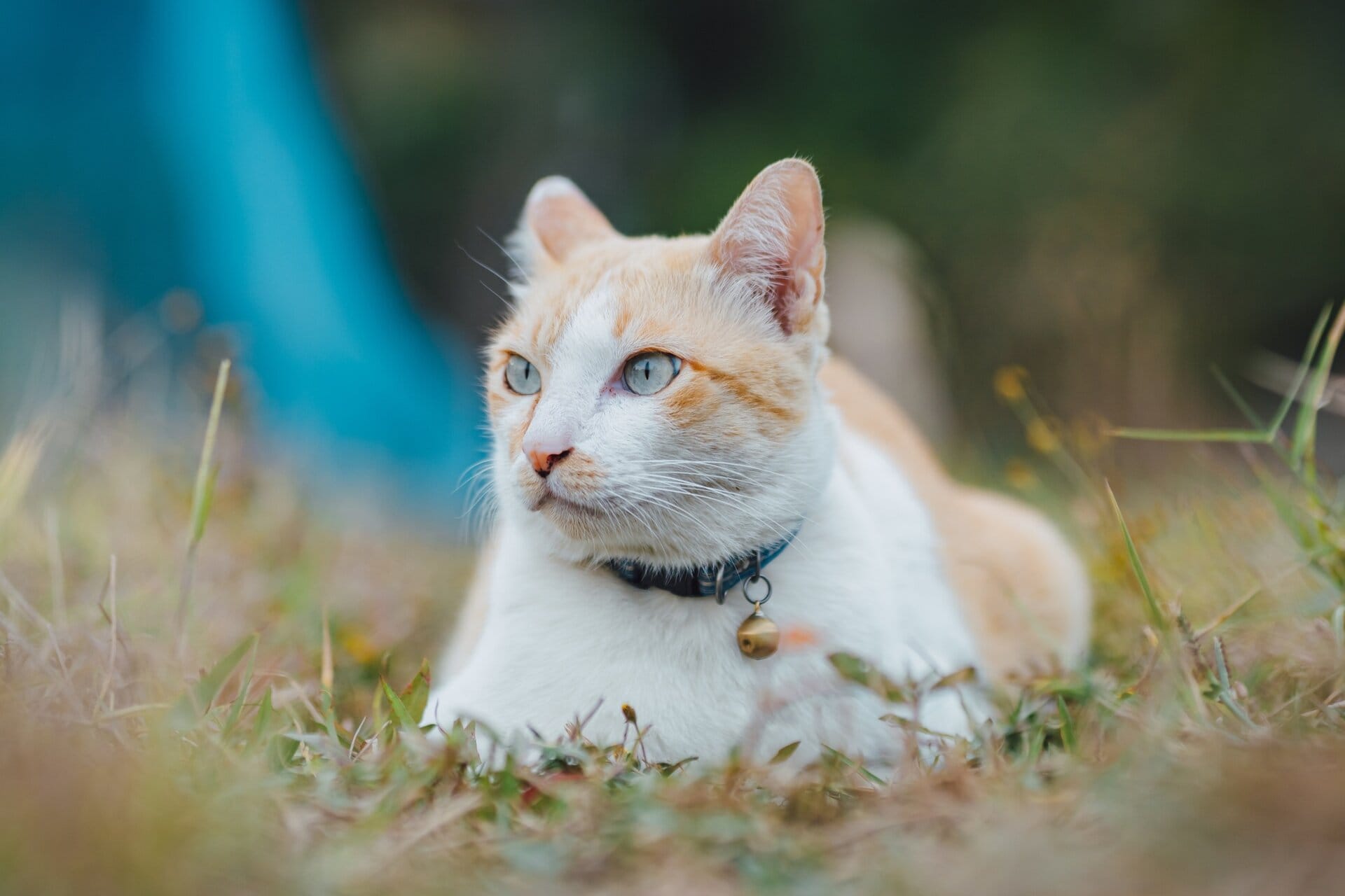Gato en el jardín