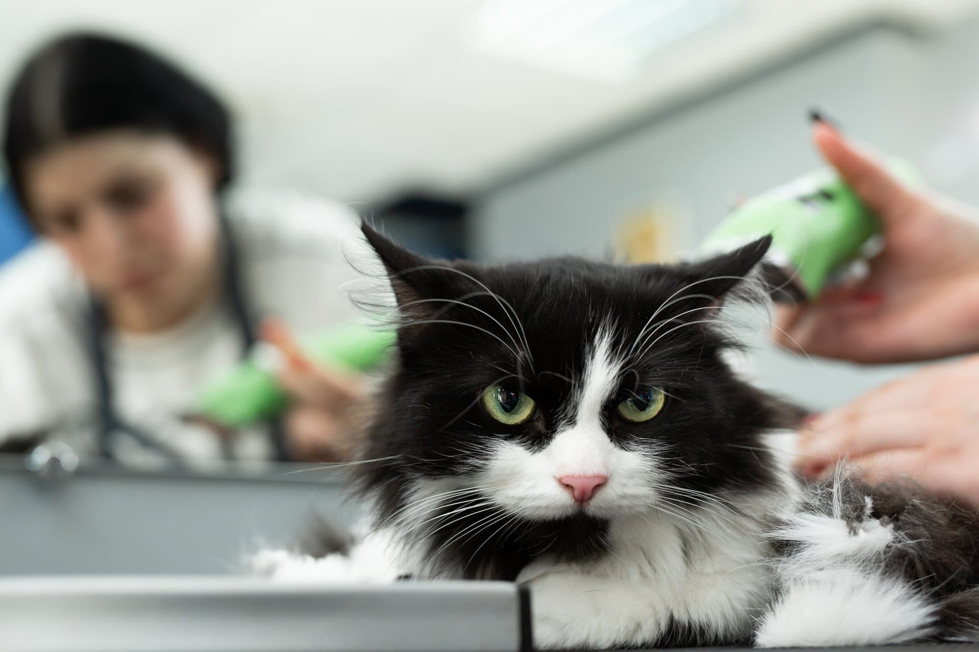 Gato en el veterinario