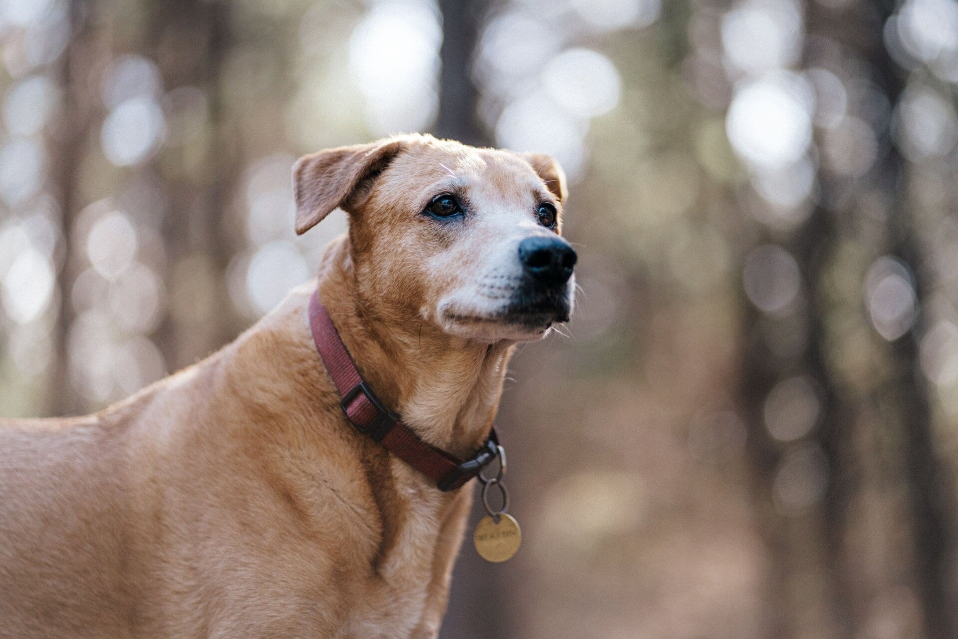 Perro con collar