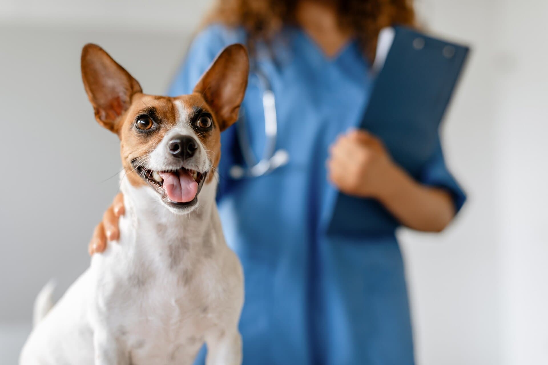 Perro feliz en el veterinario