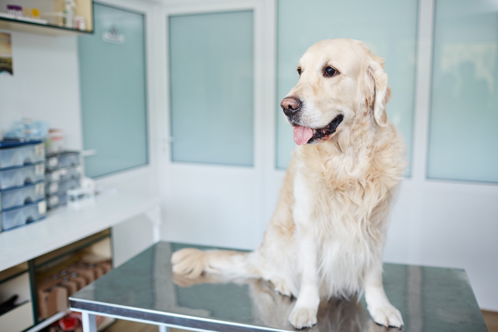 Perro en el veterinario
